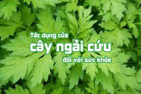 Cong-dung-chua-benh-tuyet-voi-cua-cay-ngai-cuu-1