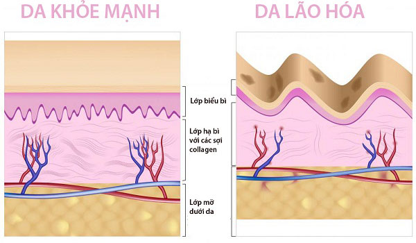 da-lao-hoa